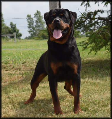 Sienna von Rotherwood